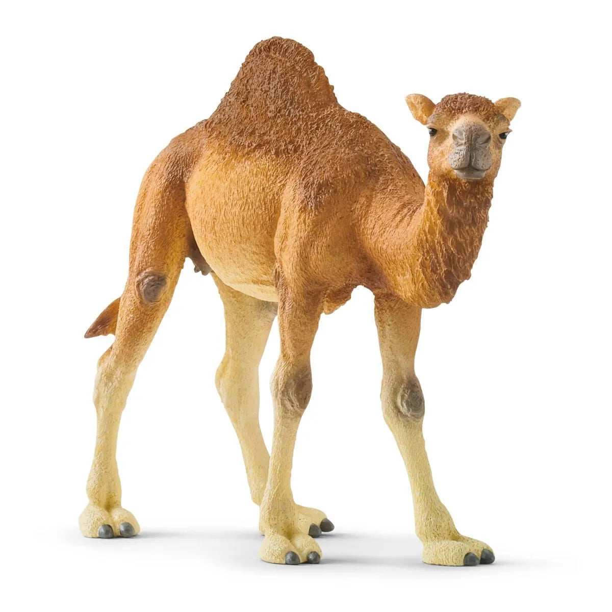 SCHLEICH - DROMEDARY CAMEL - Toyworld Frankston