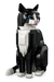 LEGO 21349 - TUXEDO CAT