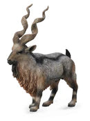 COLLECTA - TADJIK MARKHOR