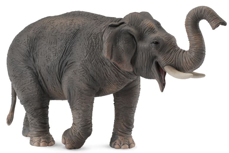 COLLECTA - ASIAN ELEPHANT (XL) - Toyworld Frankston