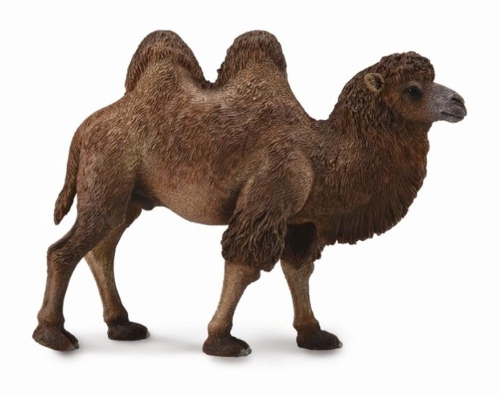 COLLECTA - BACTRIAN CAMEL - Toyworld Frankston