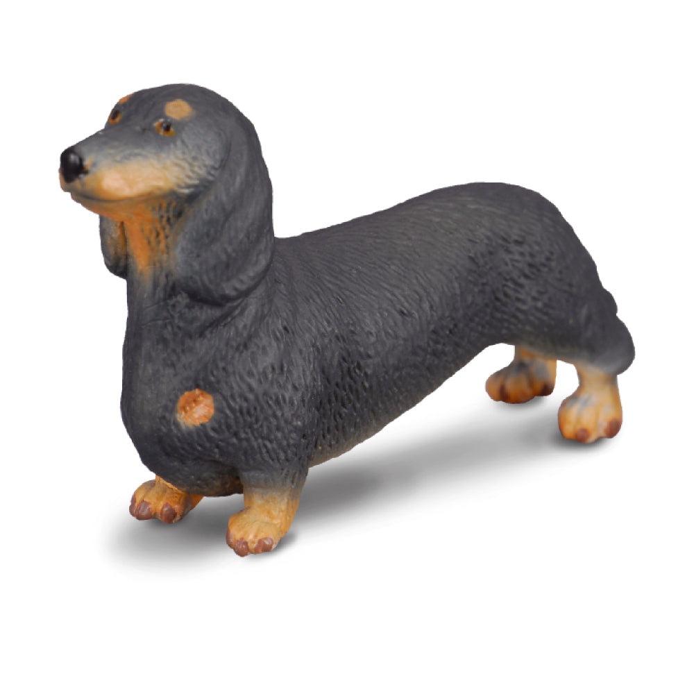 COLLECTA - DACHSHUND (S) - Toyworld Frankston