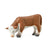 COLLECTA - HEREFORD CALF GRAZING (S)