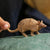 SCHLEICH - ARMADILLO