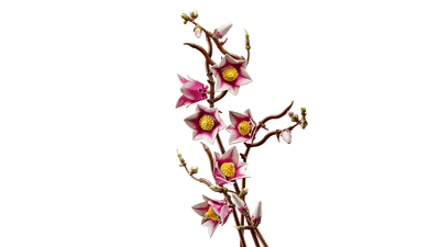 LEGO 11510 BOTANICALS - MAGNOLIA BRANCHES - Toyworld Frankston