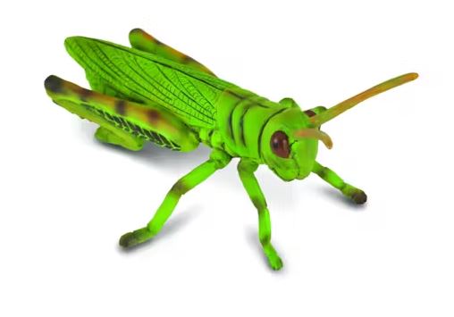 COLLECTA - GRASSHOPPER - Toyworld Frankston