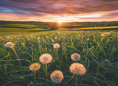 RBURG - DANDELIONS AT SUNSET PUZZLE 500PC - Toyworld Frankston