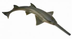 COLLECTA - SAWFISH