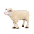 COLLECTA - SHEEP (M)