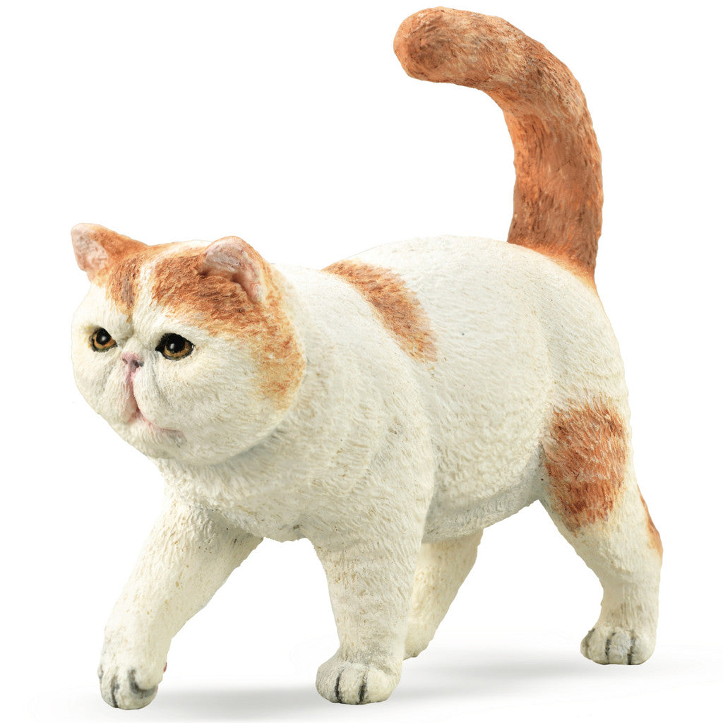 COLLECTA - EXOTIC SHORTHAIR CAT
