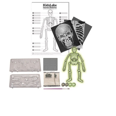 4M KIDZLABS - HUMAN SKELETON