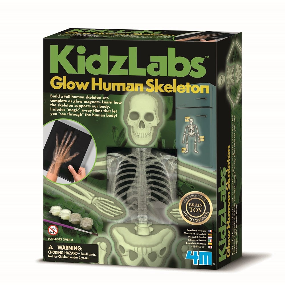 4M KIDZLABS - HUMAN SKELETON - Toyworld Frankston